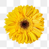 Png bright yellow daisy flower, transparent background