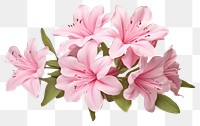 PNG Flower blossom plant lily. AI generated Image by rawpixel.