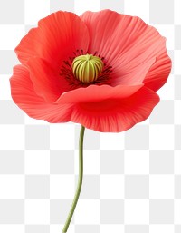 PNG Flower poppy plant  