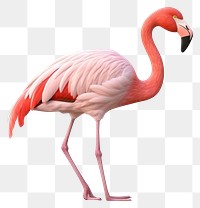 PNG Flamingo animal bird  