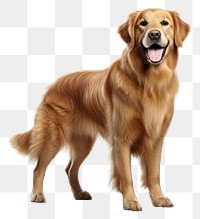 PNG Pet retriever mammal animal. 