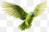 PNG Parrot animal bird wing