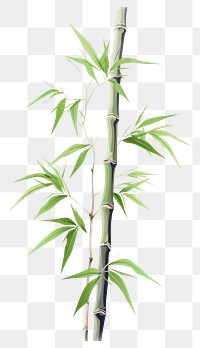 PNG Bamboo plant white background freshness. AI generated Image by rawpixel.