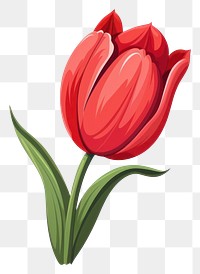 PNG Flower tulip plant inflorescence. AI generated Image by rawpixel.