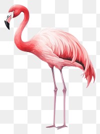 PNG Flamingo animal bird  