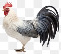 PNG Chicken fowl poultry animal. AI generated Image by rawpixel.