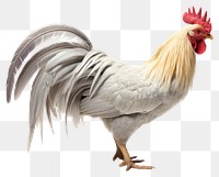 PNG Chicken poultry animal bird. 