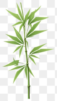 PNG Bamboo plant white background freshness. AI generated Image by rawpixel.