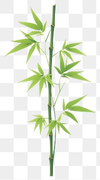 PNG Bamboo plant white background freshness. AI generated Image by rawpixel.