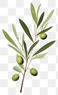 PNG Olive branch plant leaf tree. 