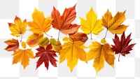 PNG Backgrounds leaves autumn maple. 