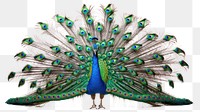 PNG Peacock animal bird spreading