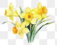 PNG Daffodil flower plant white background