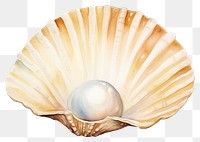 PNG Seashell clam  invertebrate. 