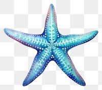 PNG Starfish  invertebrate echinoderm. 