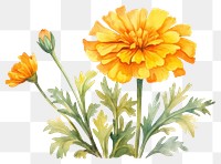 PNG Marigold flower petal plant. 