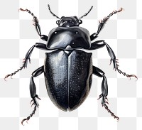 PNG Beetle animal insect black. 