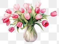 PNG Flower tulip plant vase. 