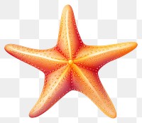 PNG Starfish  invertebrate echinoderm. 