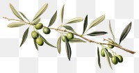 PNG Olive branch plant leaf tree. 