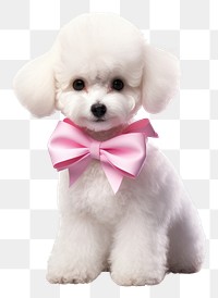 PNG Puppy animal mammal poodle. 