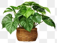 PNG Basket plant leaf  