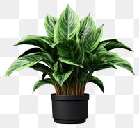 PNG Plant green leaf houseplant. 