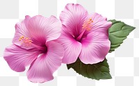 PNG Flower hibiscus blossom petal. 