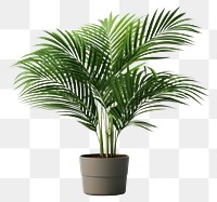 PNG Plant tree houseplant leaf. 