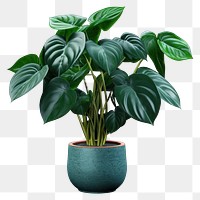 PNG Plant houseplant flower green. 