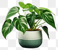 PNG Plant leaf vase houseplant. 