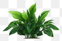 PNG Plant green leaf  