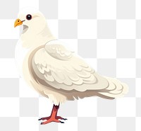 PNG Animal pigeon white bird. 