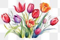 PNG Tulip painting flower plant. 