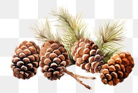 PNG Pine plant tree pineapple. 