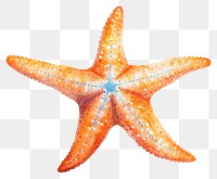 PNG Fish starfish animal invertebrate. 