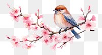 PNG Outdoors blossom flower animal. 