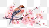 PNG Outdoors blossom flower animal. 