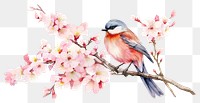 PNG Outdoors blossom flower animal. 