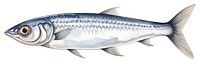 PNG  Sardine seafood animal fish. 