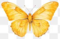 PNG Butterfly animal insect yellow. 