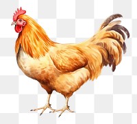 PNG Chicken poultry animal bird. 