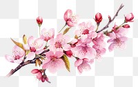 PNG Blossom flower cherry plant. 