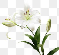 PNG Lily flower plant white. AI generated Image by rawpixel.