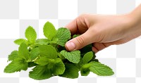 PNG Herbs plant leaf hand. AI generated Image by rawpixel.