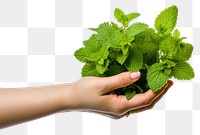 PNG Herbs plant leaf hand. 