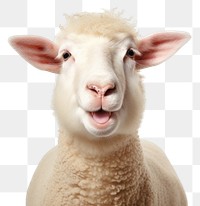 PNG Sheep livestock portrait animal. AI generated Image by rawpixel.
