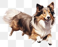 PNG Dog mammal animal collie. 