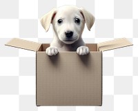 PNG Cardboard mammal puppy pet. 