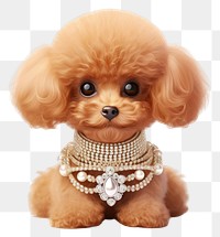 PNG Jewelry dog poodle mammal. 